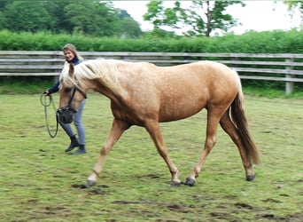 PRE Mix, Mare, 5 years, 14.2 hh, Palomino