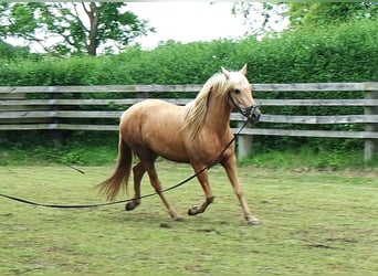 PRE Mix, Mare, 5 years, 14.2 hh, Palomino