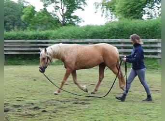 PRE Mix, Mare, 5 years, 14.2 hh, Palomino