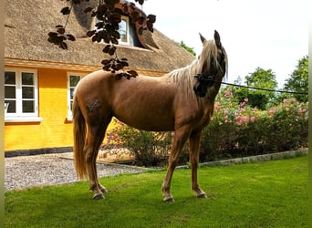 PRE Mix, Mare, 5 years, 14.2 hh, Palomino