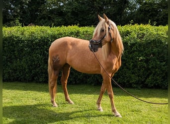 PRE Mix, Mare, 5 years, 14.2 hh, Palomino