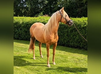 PRE Mix, Mare, 5 years, 14.2 hh, Palomino