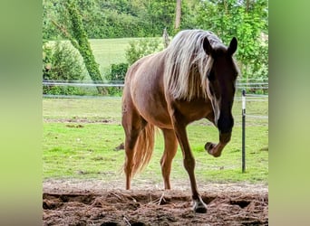 PRE Mix, Mare, 5 years, 14.2 hh, Palomino