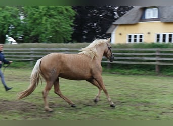 PRE Mix, Mare, 5 years, 14.2 hh, Palomino