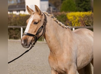 PRE Mix, Mare, 5 years, 14.2 hh, Palomino