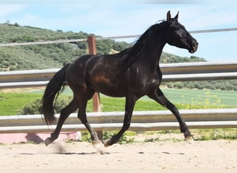 PRE, Mare, 5 years, 15.1 hh, Black