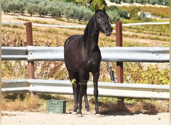 PRE, Mare, 5 years, 15.1 hh, Black