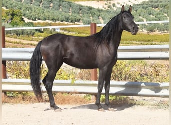 PRE, Mare, 5 years, 15.1 hh, Black