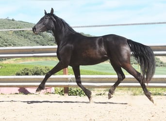 PRE, Mare, 5 years, 15.1 hh, Black