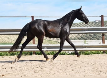 PRE, Mare, 5 years, 15.1 hh, Black