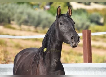 PRE, Mare, 5 years, 15.1 hh, Black