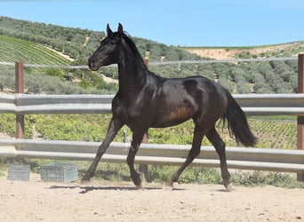PRE, Mare, 5 years, 15.1 hh, Black