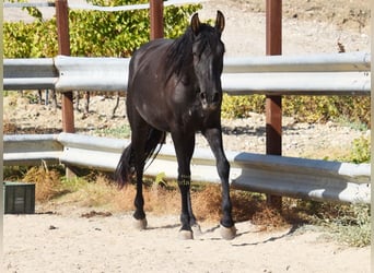 PRE, Mare, 5 years, 15.1 hh, Black