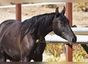 PRE, Mare, 5 years, 15.1 hh, Black