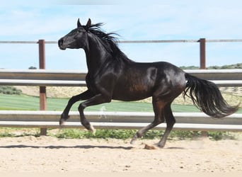 PRE, Mare, 5 years, 15.1 hh, Black