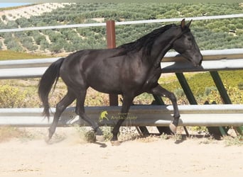 PRE, Mare, 5 years, 15.1 hh, Black