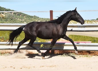 PRE, Mare, 5 years, 15.1 hh, Black