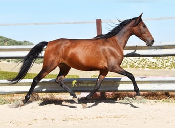 PRE, Mare, 5 years, 15.1 hh, Brown