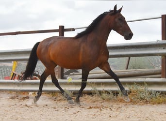 PRE, Mare, 5 years, 15.1 hh, Brown