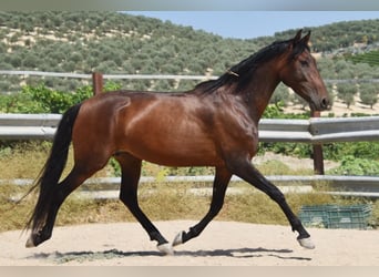 PRE, Mare, 5 years, 15.1 hh, Brown