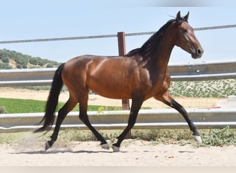 PRE, Mare, 5 years, 15.1 hh, Brown