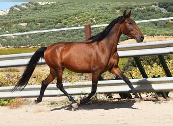 PRE, Mare, 5 years, 15.1 hh, Brown