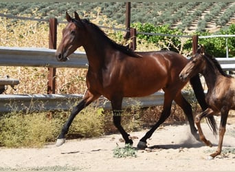 PRE, Mare, 5 years, 15.1 hh, Brown