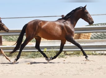 PRE, Mare, 5 years, 15.1 hh, Brown