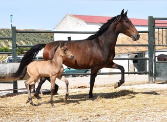 PRE, Mare, 5 years, 15.1 hh, Brown