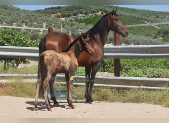 PRE, Mare, 5 years, 15.1 hh, Brown