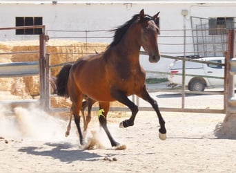 PRE, Mare, 5 years, 15.1 hh, Brown