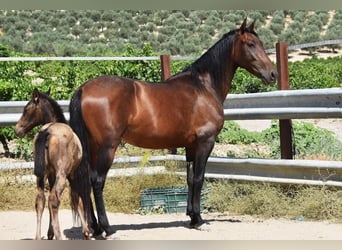 PRE, Mare, 5 years, 15.1 hh, Brown