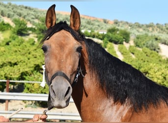 PRE, Mare, 5 years, 15,1 hh, Dun