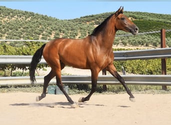 PRE, Mare, 5 years, 15,1 hh, Dun