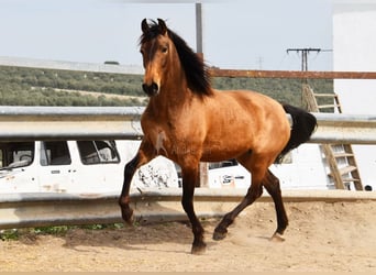 PRE, Mare, 5 years, 15,1 hh, Dun