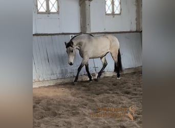 PRE Mix, Mare, 5 years, 15,1 hh, Dun