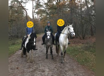 PRE Mix, Mare, 5 years, 15.1 hh, Gray