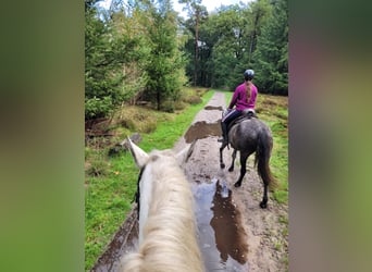 PRE Mix, Mare, 5 years, 15.1 hh, Gray