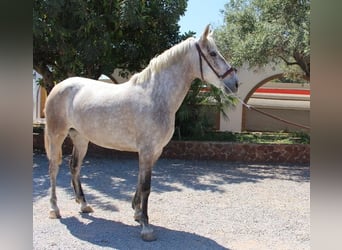 PRE Mix, Mare, 5 years, 15.1 hh, Gray