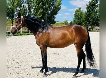 PRE Mix, Mare, 5 years, 15,2 hh, Bay