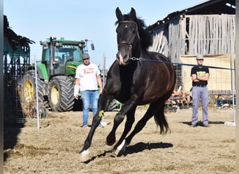 PRE, Mare, 5 years, 15.2 hh, Black