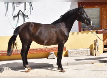 PRE, Mare, 5 years, 15.2 hh, Black