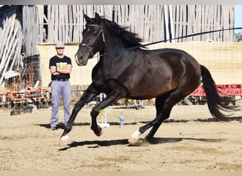 PRE, Mare, 5 years, 15.2 hh, Black
