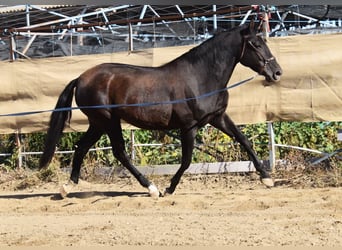 PRE, Mare, 5 years, 15.2 hh, Black