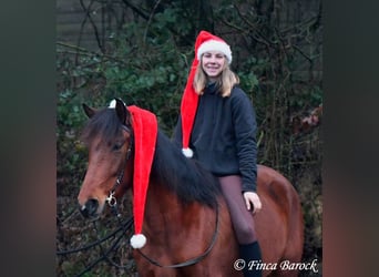 PRE, Mare, 5 years, 15.2 hh, Brown