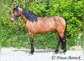 PRE, Mare, 5 years, 15.2 hh, Brown