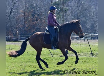 PRE, Mare, 5 years, 15.2 hh, Brown