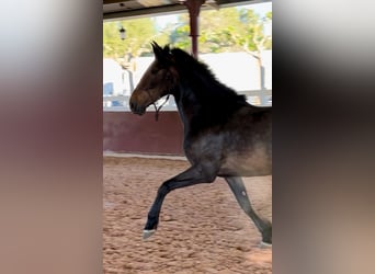 PRE, Mare, 5 years, 15.2 hh, Brown