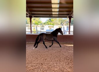 PRE, Mare, 5 years, 15.2 hh, Brown