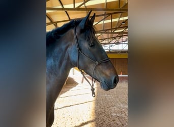 PRE, Mare, 5 years, 15.2 hh, Brown